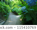 Blue Hydrangea Path [Meigetsuin Temple, Kamakura] 115410769