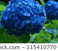 Blue hydrangea [Meigetsu-in Temple, Kamakura] 115410770