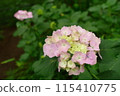 Pink hydrangeas [Takahatafudoson Temple, Hino City] 115410775