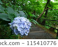 Blue hydrangeas and a staircase path [Takahatafudoson Temple, Hino City] 115410776