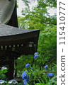 Seitendo and blue hydrangeas [Takahatafudoson Temple, Hino City] 115410777