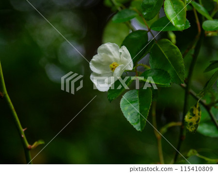 Blooming of Rosaceae rose Blooming of Rosaceae rose 115410809