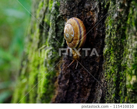 A Missiformes snail moving along the bark of an oak tree 115410810