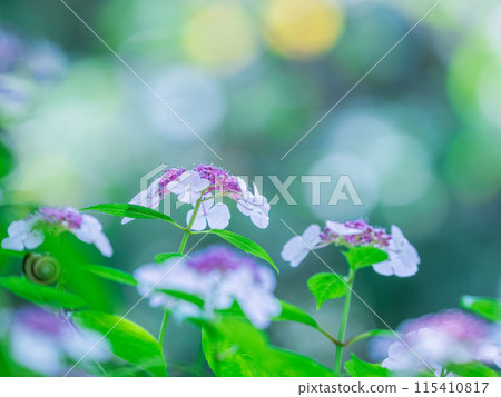 Hydrangea in early summer Hydrangea in early summer 115410817