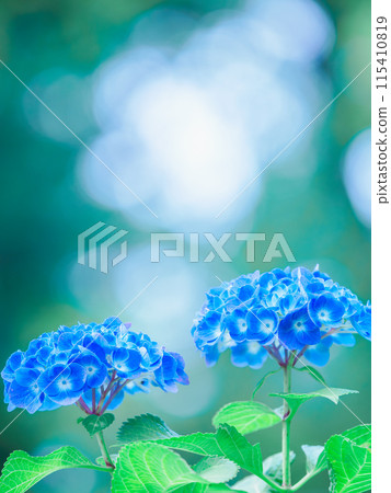 初夏的繡球花 115410819