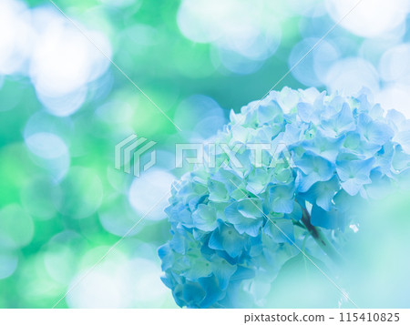 初夏的繡球花 115410825