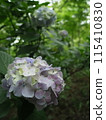 Pale purple hydrangeas [Takahatafudoson, Hino City] 115410830