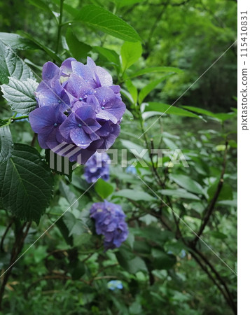 Hydrangeas wet with rain [Takahatafudoson Temple, Hino City] 115410831