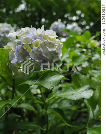 Purple hydrangeas wet with rain [Takahatafudoson, Hino City] 115410837