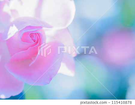 光與玫瑰的火花 光與玫瑰的火花 115410878