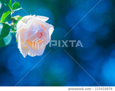 陽光透過樹葉和櫻花色的玫瑰 115410879