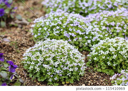 紫羅蘭花 115410969