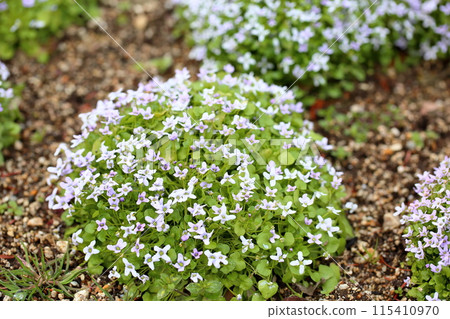 Ionopsidium flowers 115410970