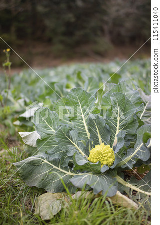 Romanesco grown in the field 115411040