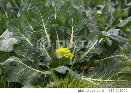 Romanesco grown in the field 115411041