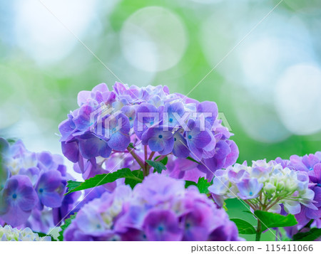 Hydrangea in early summer 115411066