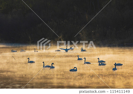 Winter in Kawajima Town, Saitama: Swan habitat, swans standing in the river mist 115411149