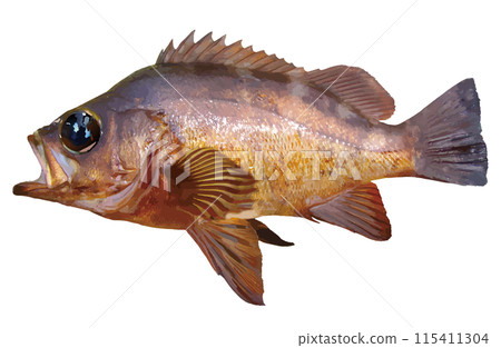 以插圖風格修飾的大眼睛黑色石斑魚的剪紙圖像，這是一種生活在珊瑚礁區的美味漁魚。 115411304