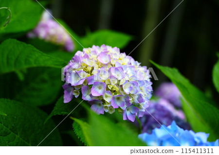 A soft, round, light purple hydrangea 115411311