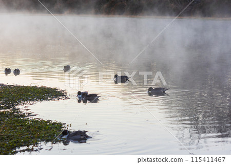Winter in Kawajima Town, Saitama: Swans migrate to this area, and ducks stand in the river mist. Winter in Kawajima Town, Saitama: Swans migrate to this area, and ducks stand in the river mist. 115411467