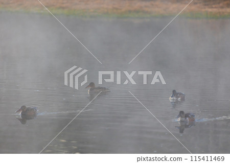 Winter in Kawajima Town, Saitama: Swans migrate to this area, and ducks stand in the river mist. Winter in Kawajima Town, Saitama: Swans migrate to this area, and ducks stand in the river mist. 115411469