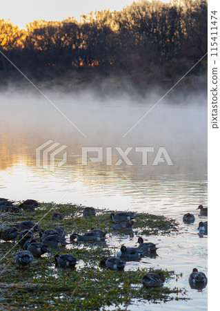 Winter in Kawajima Town, Saitama, Swans' habitat, Ducks eating Winter in Kawajima Town, Saitama, Swans' habitat, Ducks eating 115411474
