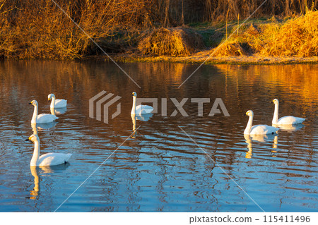 Winter in Kawajima Town, Saitama: Swan migration site, graceful swimming swans Winter in Kawajima Town, Saitama: Swan migration site, graceful swimming swans 115411496
