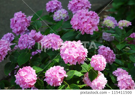 雨季晴天開花的繡球花，粉紅色 115411500