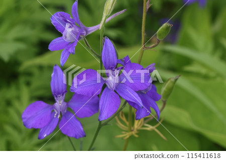 Blue purple flower 115411618
