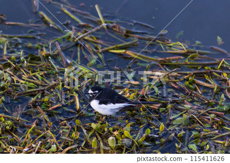 Winter in Kawajima Town, Saitama - Swan migration site - Wagtails Winter in Kawajima Town, Saitama - Swan migration site - Wagtails 115411626
