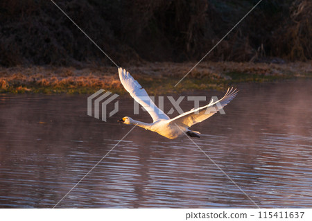 Winter in Kawajima Town, Saitama: Swan migration site, swans taking flight Winter in Kawajima Town, Saitama: Swan migration site, swans taking flight 115411637