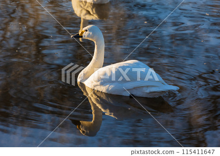 Winter in Kawajima Town, Saitama: Swan migration site, graceful swimming swans 115411647