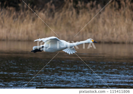 Winter in Fukaya, Saitama: Swan migration site, swans taking flight Winter in Fukaya, Saitama: Swan migration site, swans taking flight 115411806