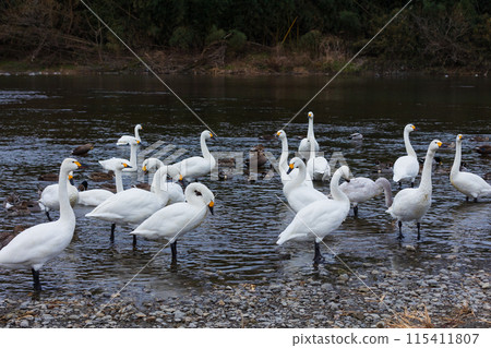 冬天的埼玉縣深谷市，天鵝飛行區，站立的天鵝 115411807