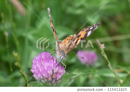 Painted nectar of flower Painted nectar of flower 115411825