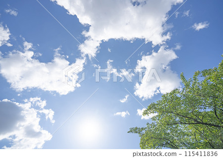 Clouds and trees in early summer 115411836