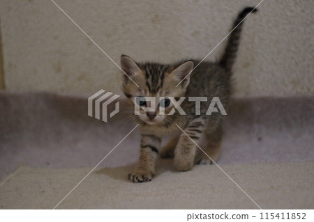 一隻小貓 115411852