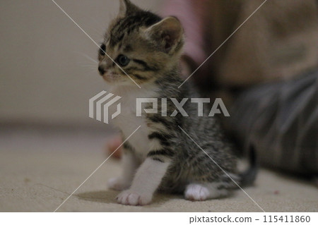 一隻小貓 一隻小貓 115411860