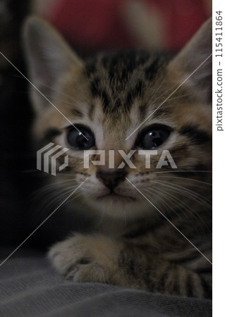 一隻小貓 一隻小貓 115411864