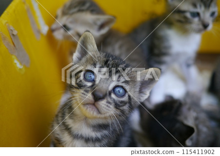 A kitten A kitten 115411902