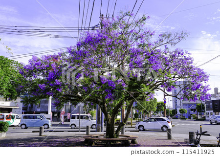 Jacaranda blooming on a street corner 115411925
