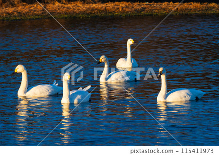 Winter in Kawajima Town, Saitama: Swan migration site, graceful swimming swans 115411973