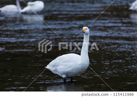 Winter in Fukaya, Saitama: Swan migration site, swans standing still 115411986