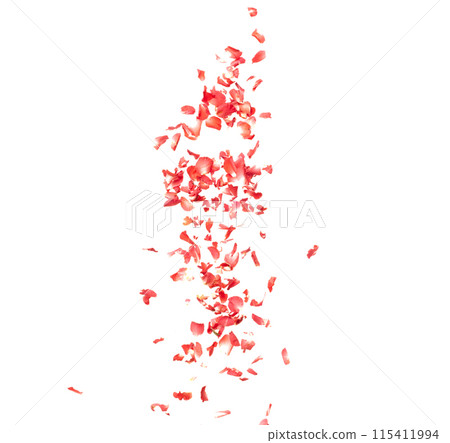 Red rose petals falling romantic white background isolated with real photo red rose flower petals flying. Love, romance floral spring season, wedding invitation red rose petals in mid air Red rose petals falling romantic white background isolated with real photo red rose flower petals flying. Love, romance floral spring season, wedding invitation red rose petals in mid air 115411994