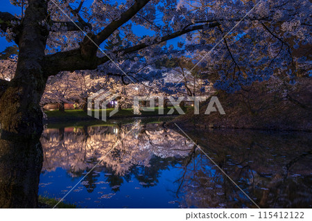 Aomori Prefecture Hirosaki Sakura Festival Cherry Blossoms at Night 02 Aomori Prefecture Hirosaki Sakura Festival Cherry Blossoms at Night 02 115412122