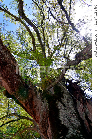 Scenery of Shikoku in May: One of the camphor trees at Oyamazumi Shrine, a natural monument, "The camphor tree planted by Osen no Mikoto" 115412260