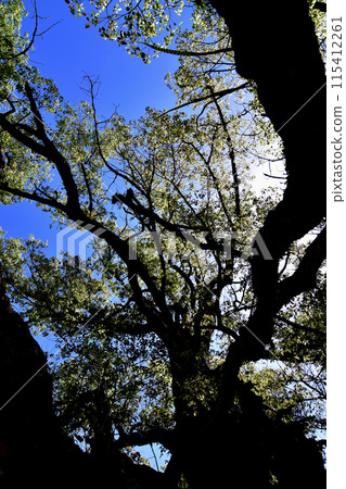 Scenery of Shikoku in May: One of the camphor trees at Oyamazumi Shrine, a natural monument, "Osen no Mikoto Hand-Planted Camphor Tree" - Clear blue sky and sunlight peeking through the branches 115412261