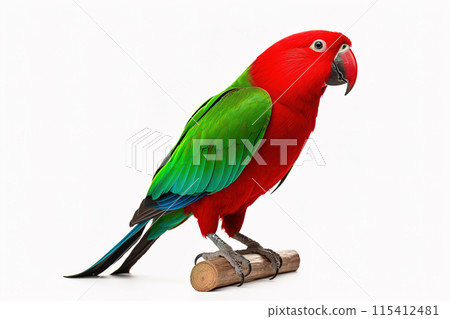 Eclectus parrot on a white background. Bird, Wildlife Animals. Illustration, Generative AI. 115412481