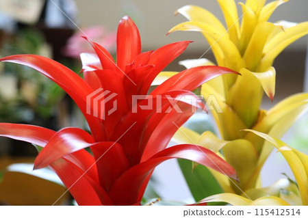 Guzmania red and yellow houseplant 115412514