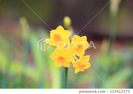 黃色水仙花塔利亞 黃色水仙花塔利亞 115412573